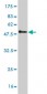 PSMB6 Antibody (monoclonal) (M01)